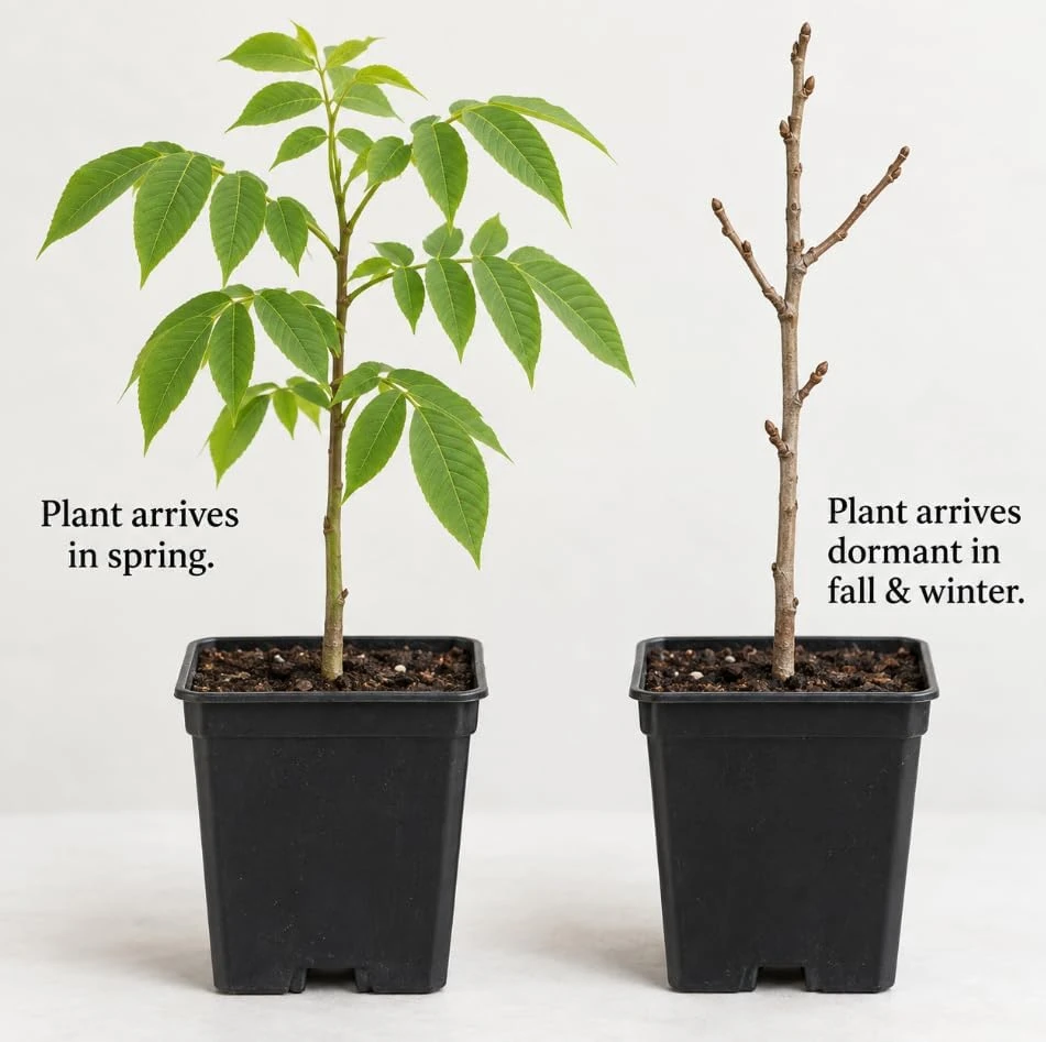 Black Walnut Tree Live Plant – Nut-Bearing, 12-20 Inches Tall, Outdoor - Image 7