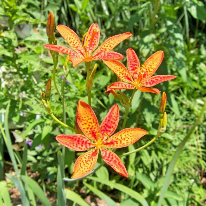 Blackberry Lily Seeds - Belamcanda chinensis - 10 Perennial Seeds for Outdoor Gardens - Image 1