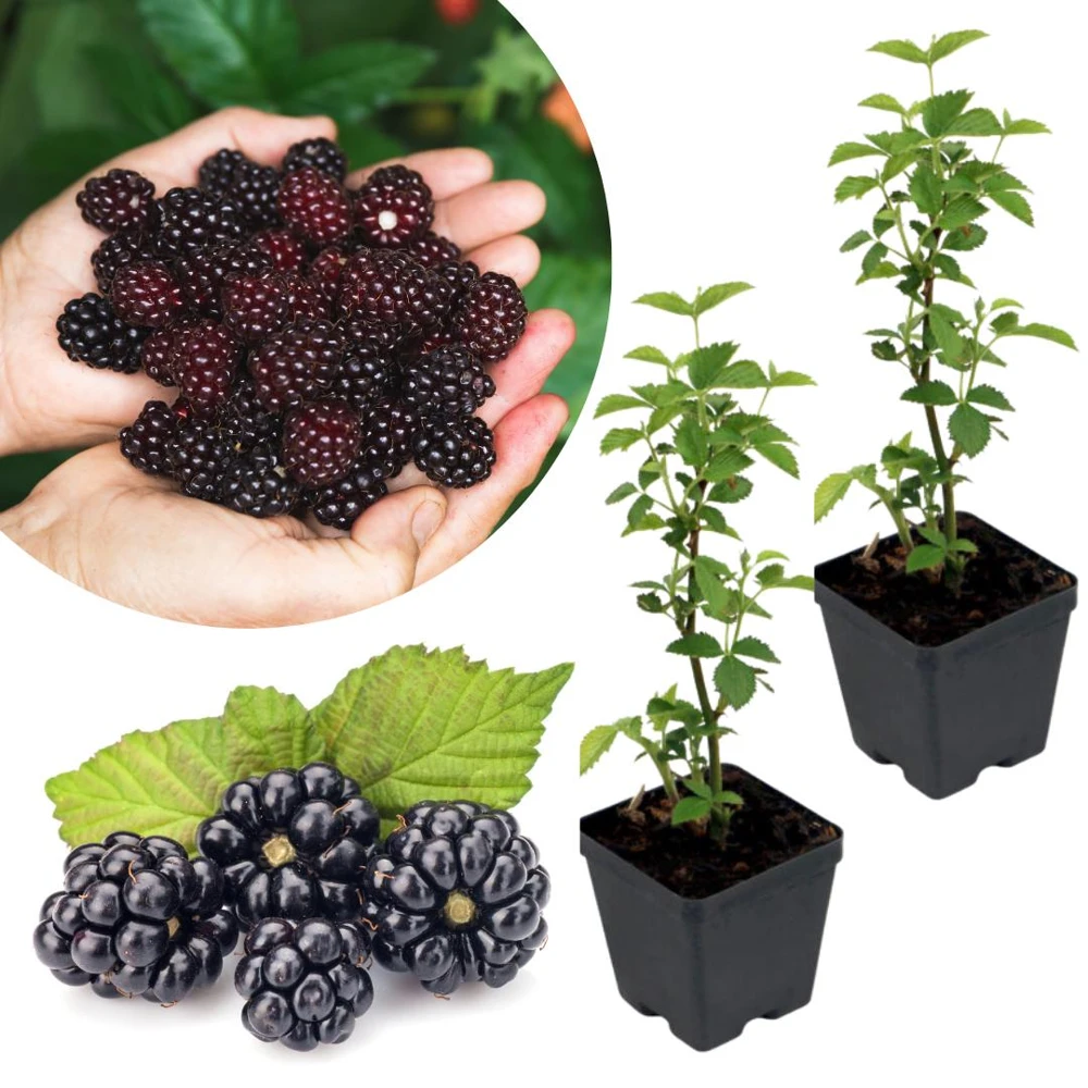 Blackberry Live Plants - 2 Pack Fruiting Berry Starter Plants, 4-6 Inches Tall, Outdoor Garden - Image 2
