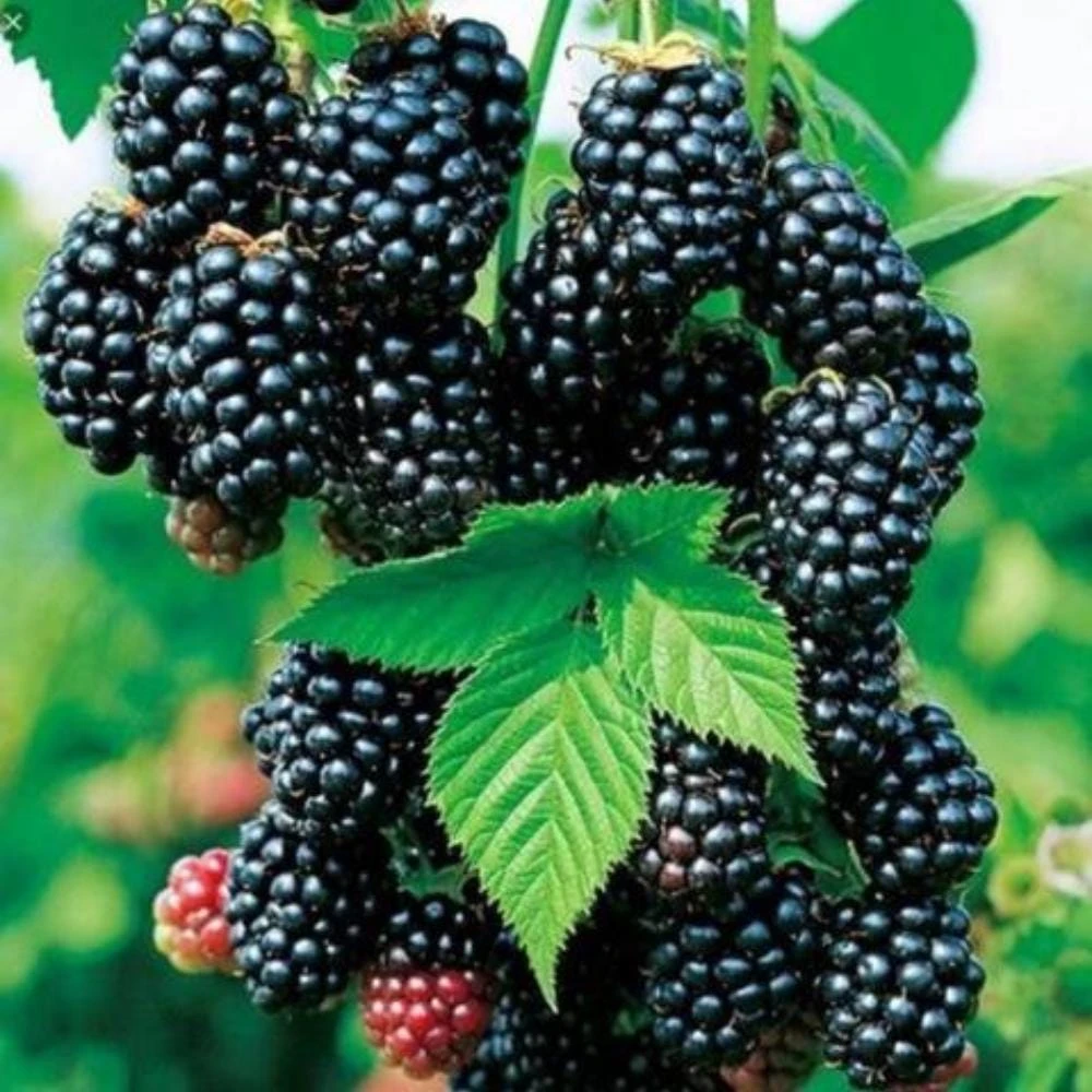 Blackberry Live Plants - 2 Pack Fruiting Berry Starter Plants, 4-6 Inches Tall, Outdoor Garden - Image 3
