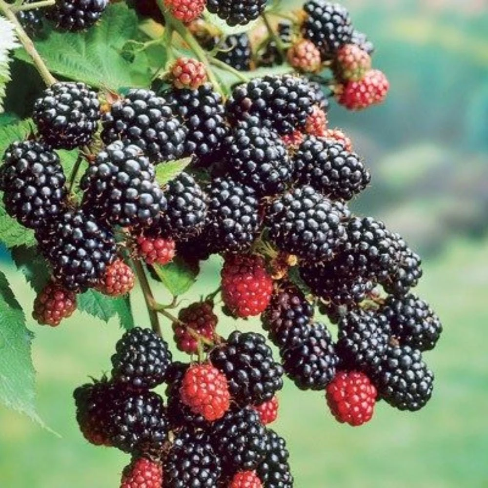 Blackberry Live Plants - 2 Pack Fruiting Berry Starter Plants, 4-6 Inches Tall, Outdoor Garden - Image 4
