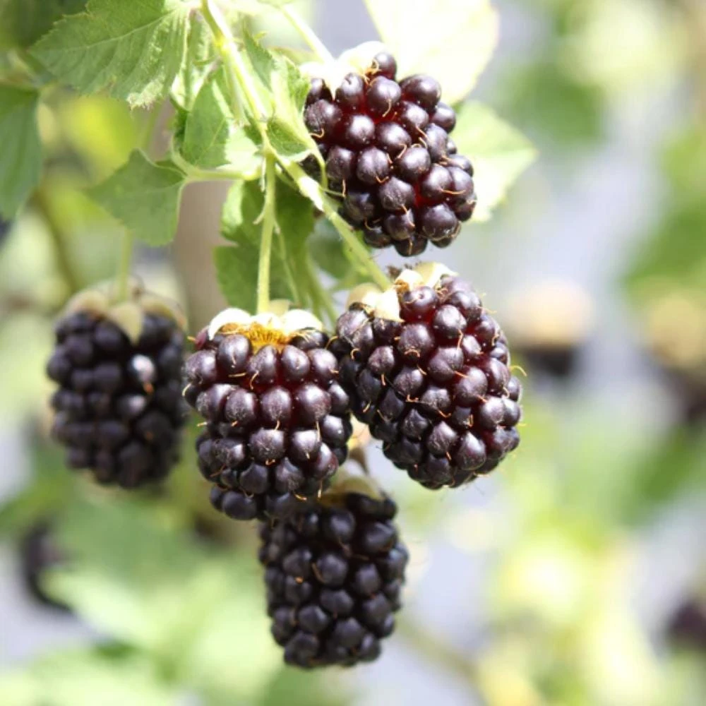 Blackberry Live Plants - 2 Pack Fruiting Berry Starter Plants, 4-6 Inches Tall, Outdoor Garden - Image 6