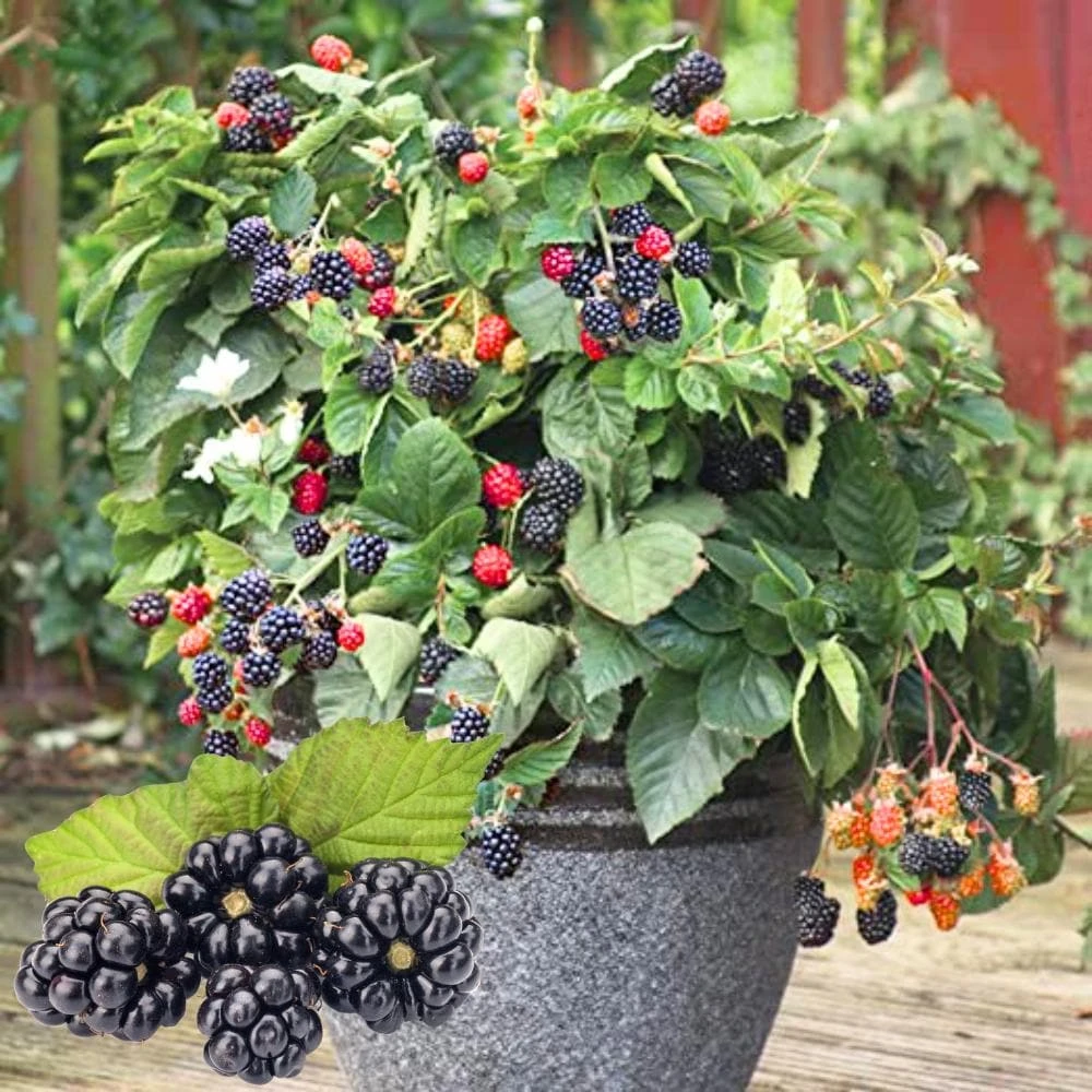 Blackberry Live Plants - 2 Pack Fruiting Berry Starter Plants, 4-6 Inches Tall, Outdoor Garden - Image 1