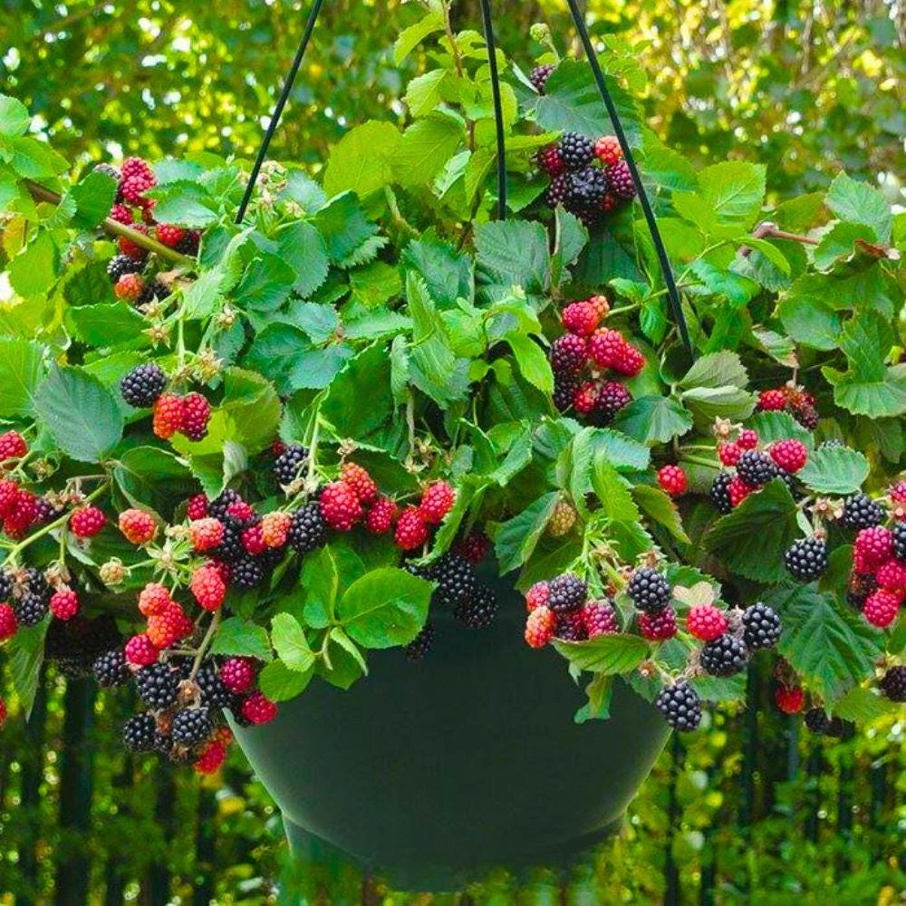 Blackberry Live Plants - 2 Pack Fruiting Berry Starter Plants, 4-6 Inches Tall, Outdoor Garden - Image 7
