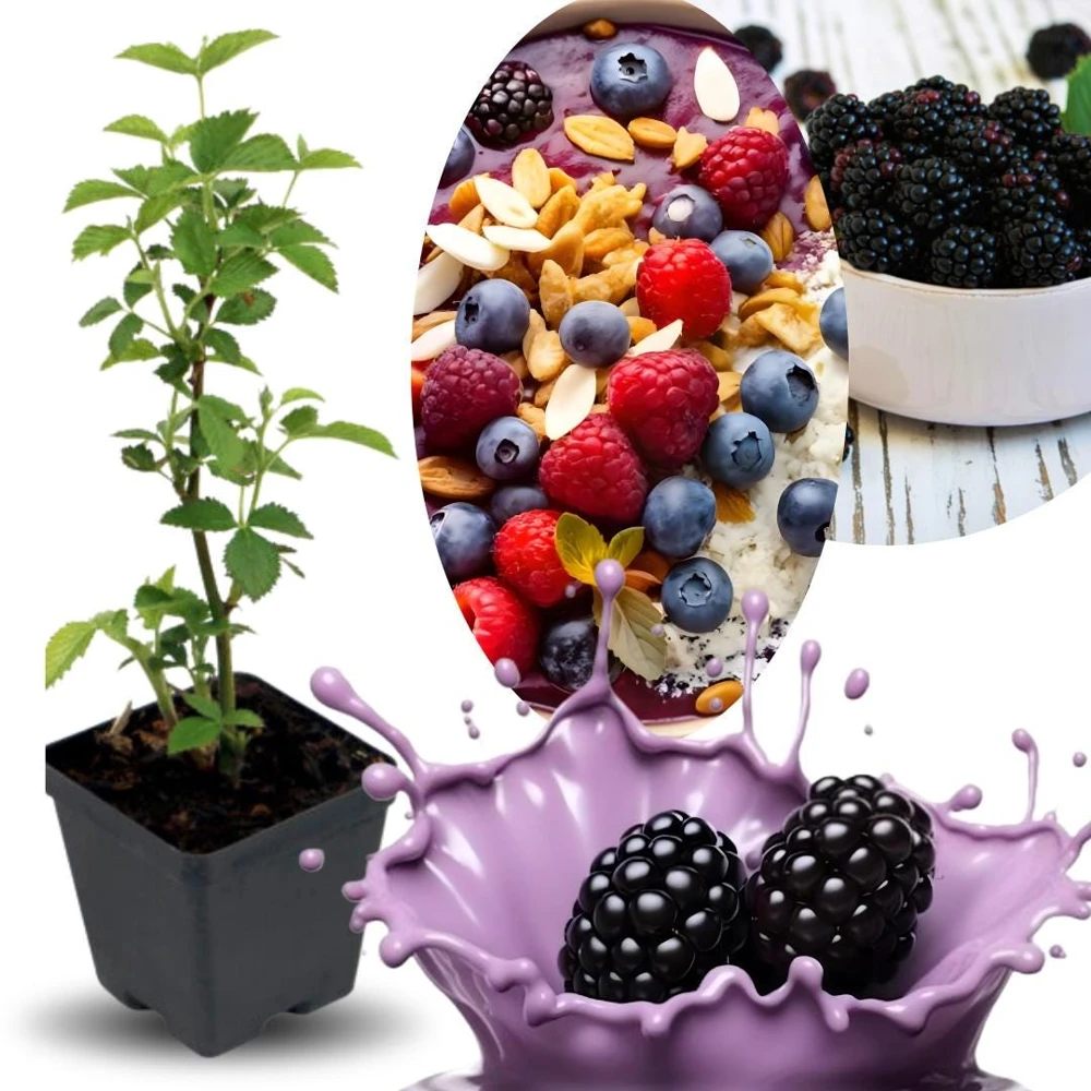Blackberry Live Plants - 2 Pack Fruiting Berry Starter Plants, 4-6 Inches Tall, Outdoor Garden - Image 8