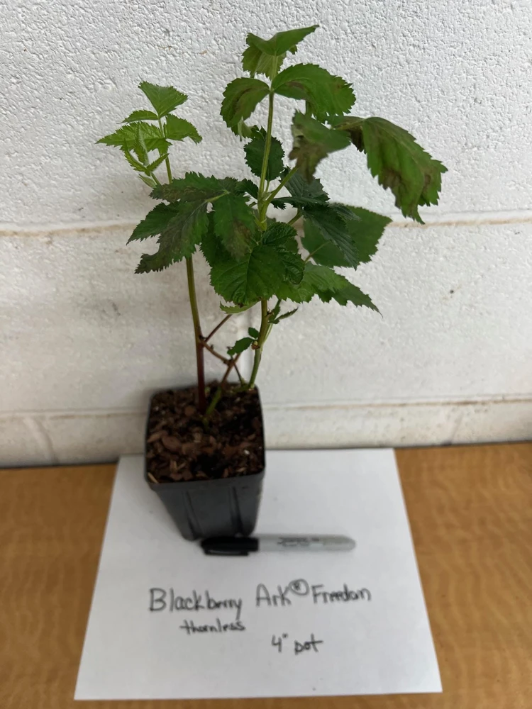 Blackberry Prime Ark Freedom Live Plant โ 4 inch Pot โ Primocane Fruiting - Image 2