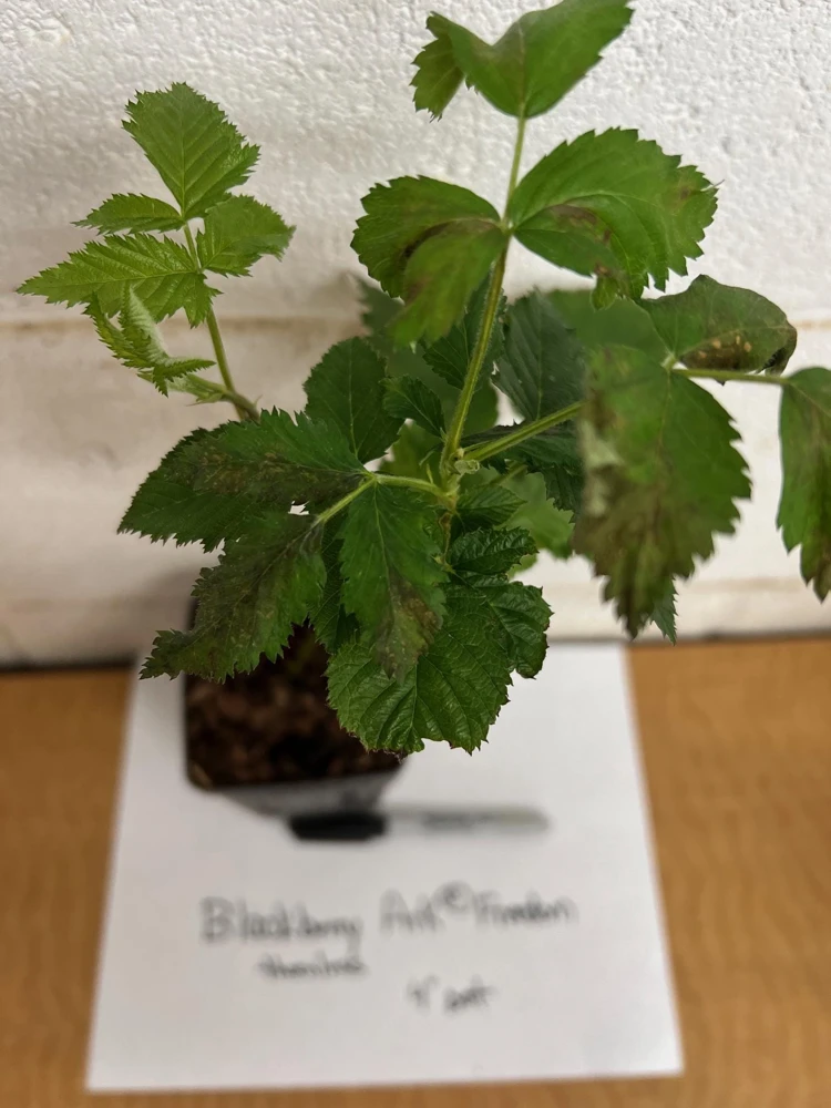 Blackberry Prime Ark Freedom Live Plant โ 4 inch Pot โ Primocane Fruiting - Image 3