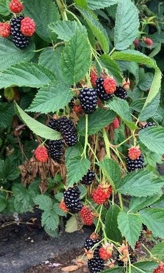 Blackberry Prime Ark Freedom Live Plant โ 4 inch Pot โ Primocane Fruiting - Image 4