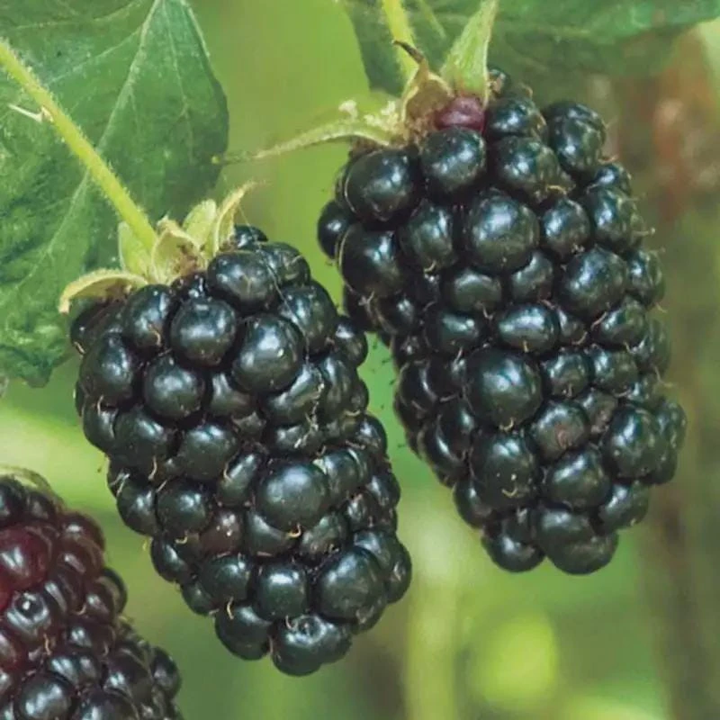 Blackberry Prime Ark Freedom Live Plant – 4 inch Pot – Primocane Fruiting - Image 1