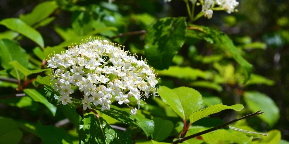 Blackhaw Viburnum Live Plant - 6-12 inch, 4 inch Pot, Zones 3-9, Outdoor Shrub - Image 1