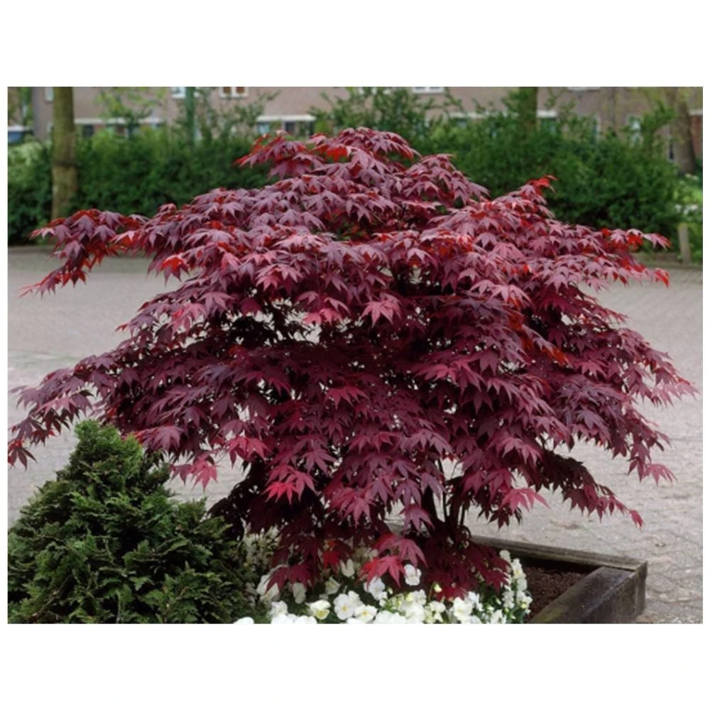 Bloodgood Japanese Maple Live Tree - 1 Gallon Pot - Outdoor Plant - Image 1