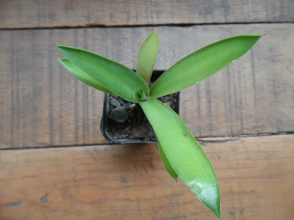 Blue Agave Live Plant - Easy Care Succulent in 3 inch Pot for Indoor/Outdoor - Image 2
