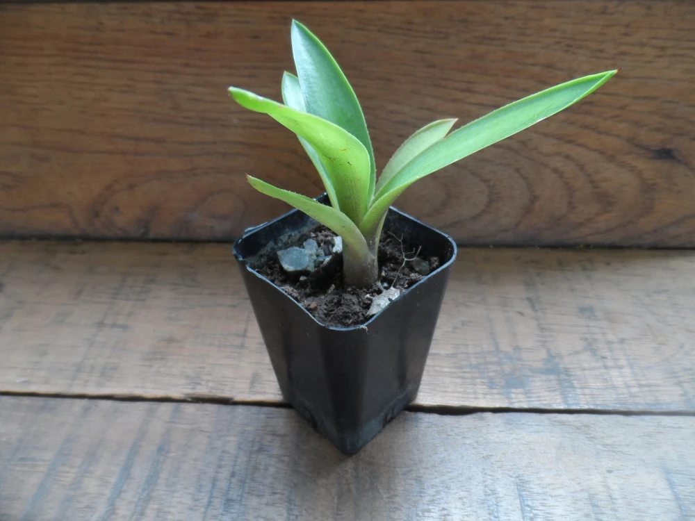 Blue Agave Live Plant - Easy Care Succulent in 3 inch Pot for Indoor/Outdoor - Image 3