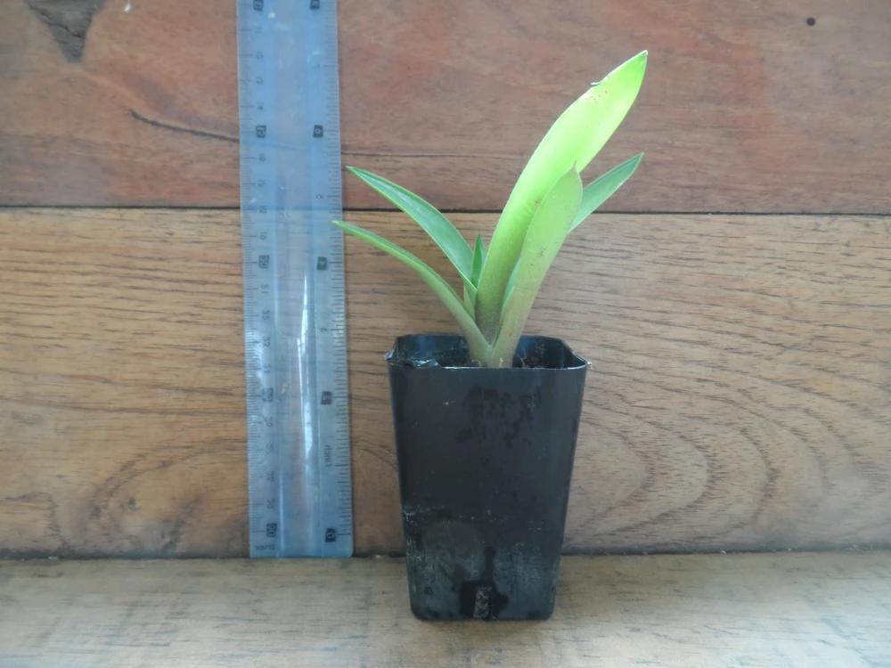 Blue Agave Live Plant - Easy Care Succulent in 3 inch Pot for Indoor/Outdoor - Image 1