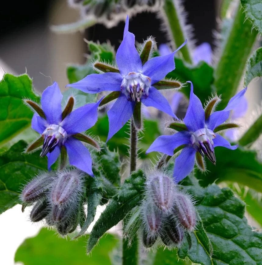 Blue Borage Live Plant – 3" Pot – Edible Herb & Pollinator Flower – Annual - Image 1
