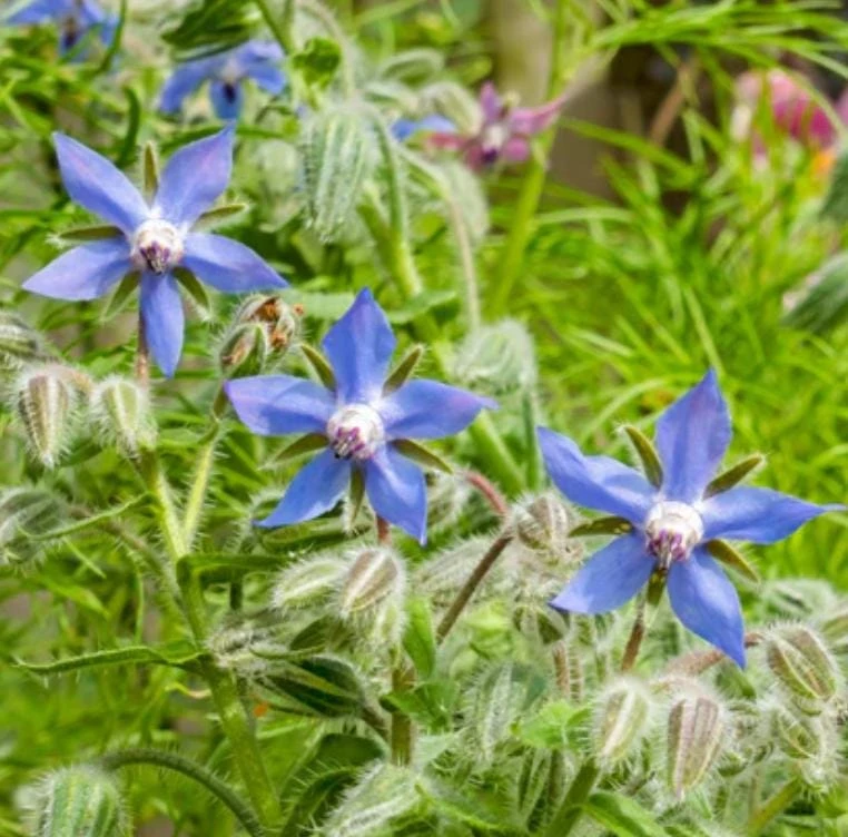 Blue Borage Live Plant – 4" Pot – Edible Herb & Pollinator Plant – Full Sun - Image 1