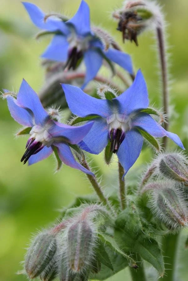 Blue Borage Live Plant – 5 inch Pot – Edible Herb, Pollinator, Full Sun - Image 1