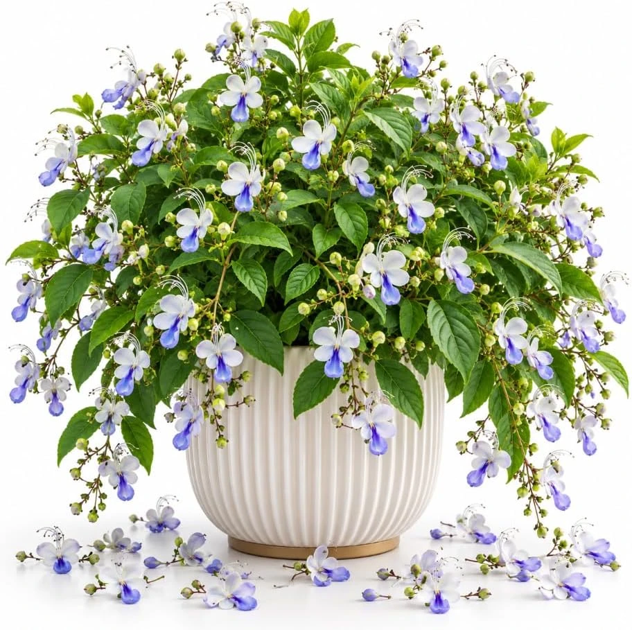 Blue Butterfly Clerodendrum Live Plant – 4-7 Inches Tall – Fragrant Tropical Flowering Plant for Outdoor Garden & Patio - Image 1
