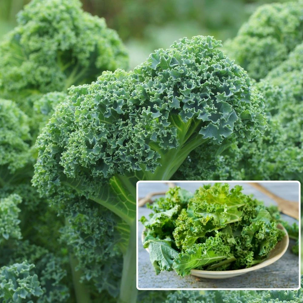 Blue Curled Kale Live Plants - 4 Inch Pot, 3 Per Pot, Edible Vegetable Starter - Image 2