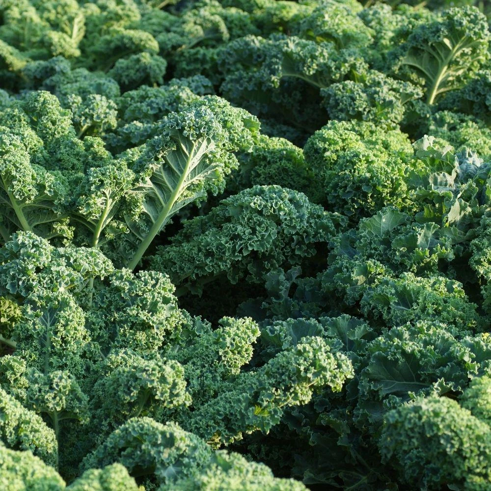 Blue Curled Kale Live Plants - 4 Inch Pot, 3 Per Pot, Edible Vegetable Starter - Image 3