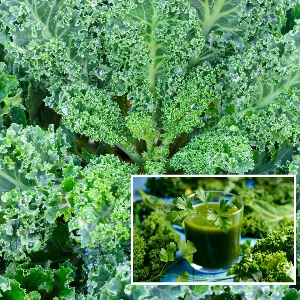 Blue Curled Kale Live Plants - 4 Inch Pot, 3 Per Pot, Edible Vegetable Starter - Image 4