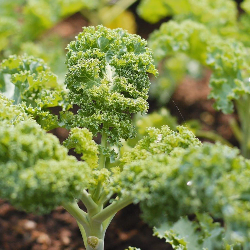 Blue Curled Kale Live Plants - 4 Inch Pot, 3 Per Pot, Edible Vegetable Starter - Image 5