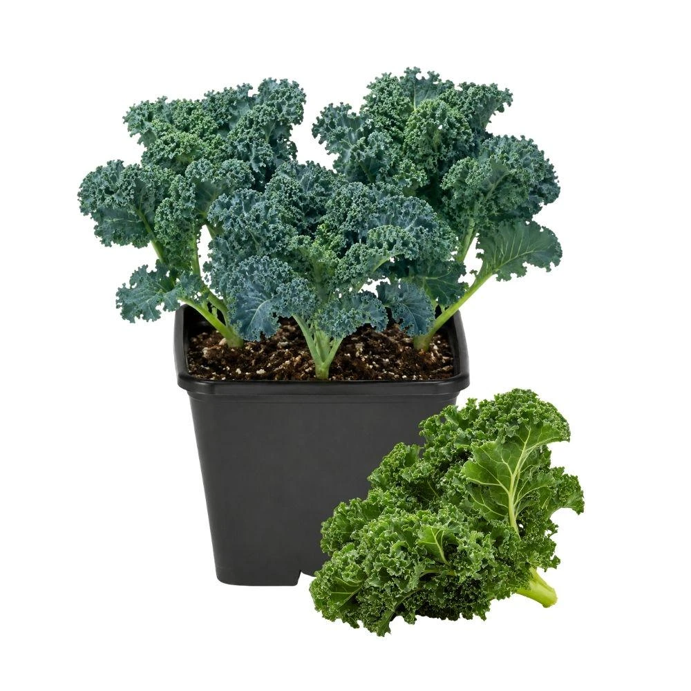 Blue Curled Kale Live Plants - 4 Inch Pot, 3 Per Pot, Edible Vegetable Starter - Image 1