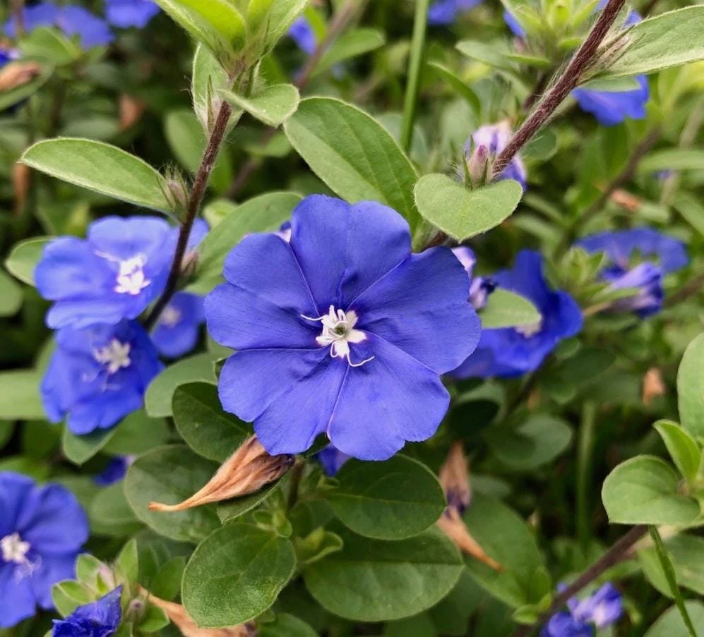 Blue Daze Live Plant – 3-6" Tall – 3-4" Pot – Hardy Groundcover, Blue Blooms - Image 1