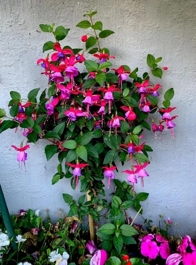 Blue Eyed Fuchsia Live Plant – 1 Gallon Pot – Shade-Loving Flowering Ornamental Plant - Image 1