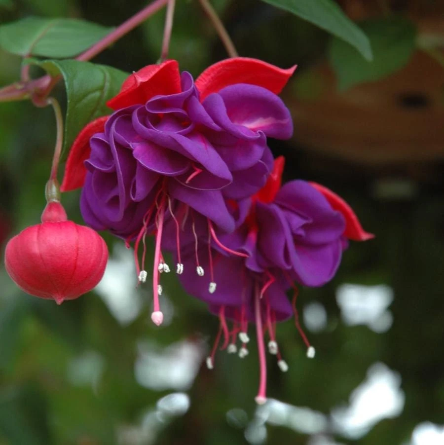 Blue Eyed Fuchsia Live Plant – 5" Pot, 10-14" Tall – Hot Pink, Purple, Red Blooms - Image 1