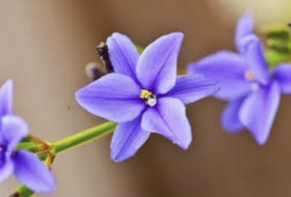Blue Eyed Iris Live Plant - Aristea Ecklonii - 1 Mature Plant - Outdoor - Image 2