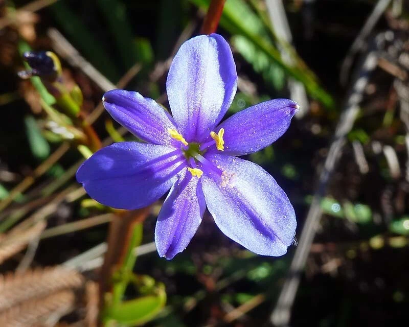 Blue Eyed Iris Live Plant - Aristea Ecklonii - 1 Mature Plant - Outdoor - Image 3