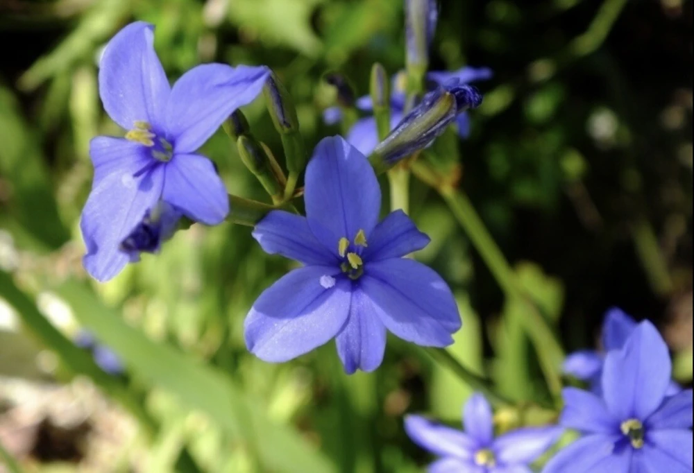 Blue Eyed Iris Live Plant - Aristea Ecklonii - 1 Mature Plant - Outdoor - Image 4