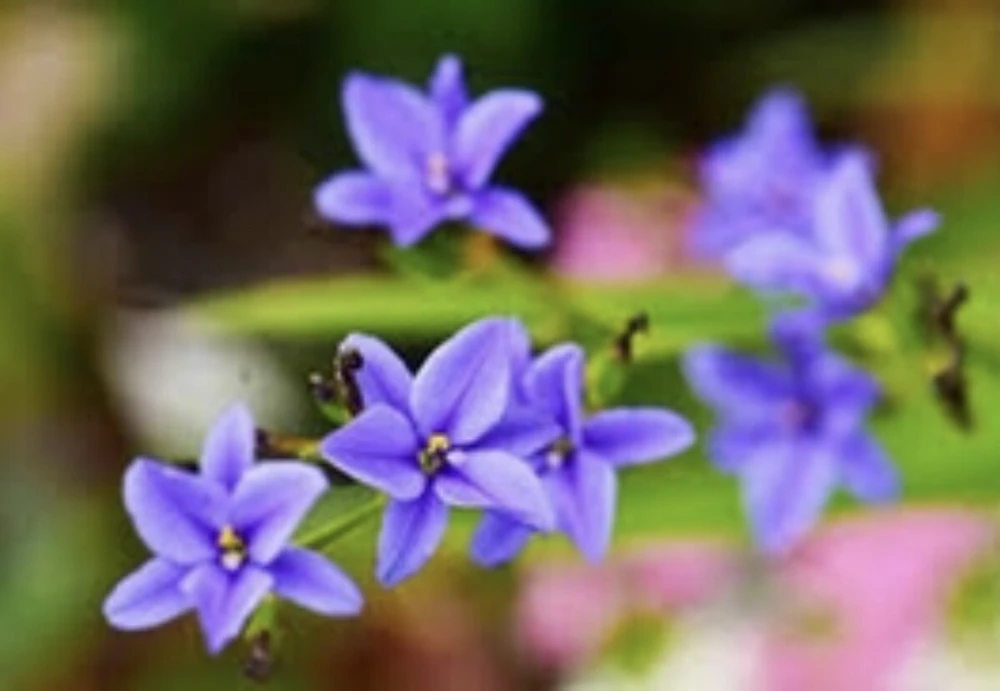Blue Eyed Iris Live Plant - Aristea Ecklonii - 1 Mature Plant - Outdoor - Image 1