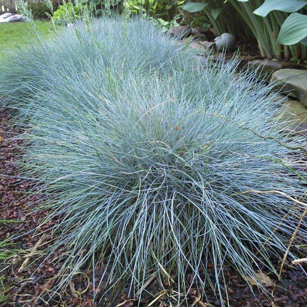 Blue Fescue Grass Live Plant, 2 Plants in Pot, Ornamental Grass for Garden Border or Balcony - Image 2