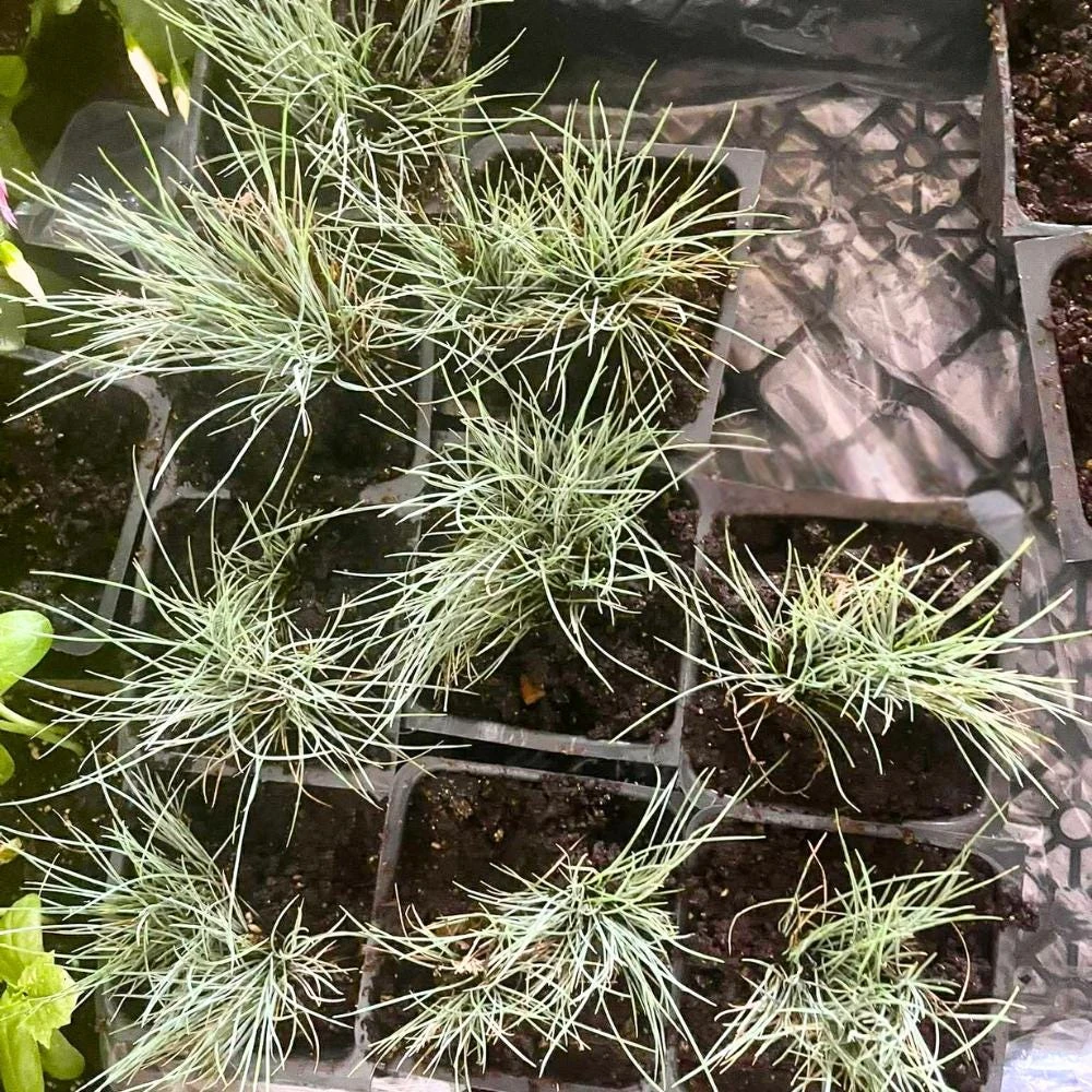 Blue Fescue Grass Live Plant, 2 Plants in Pot, Ornamental Grass for Garden Border or Balcony - Image 3