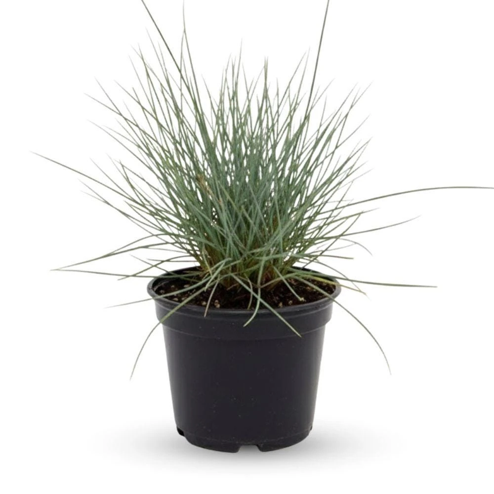 Blue Fescue Grass Live Plant, 2 Plants in Pot, Ornamental Grass for Garden Border or Balcony - Image 1