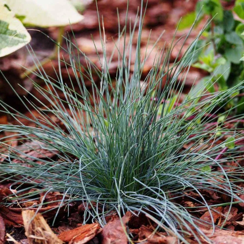 Blue Fescue Grass Live Plant, 2 Plants in Pot, Ornamental Grass for Garden Border or Balcony - Image 4