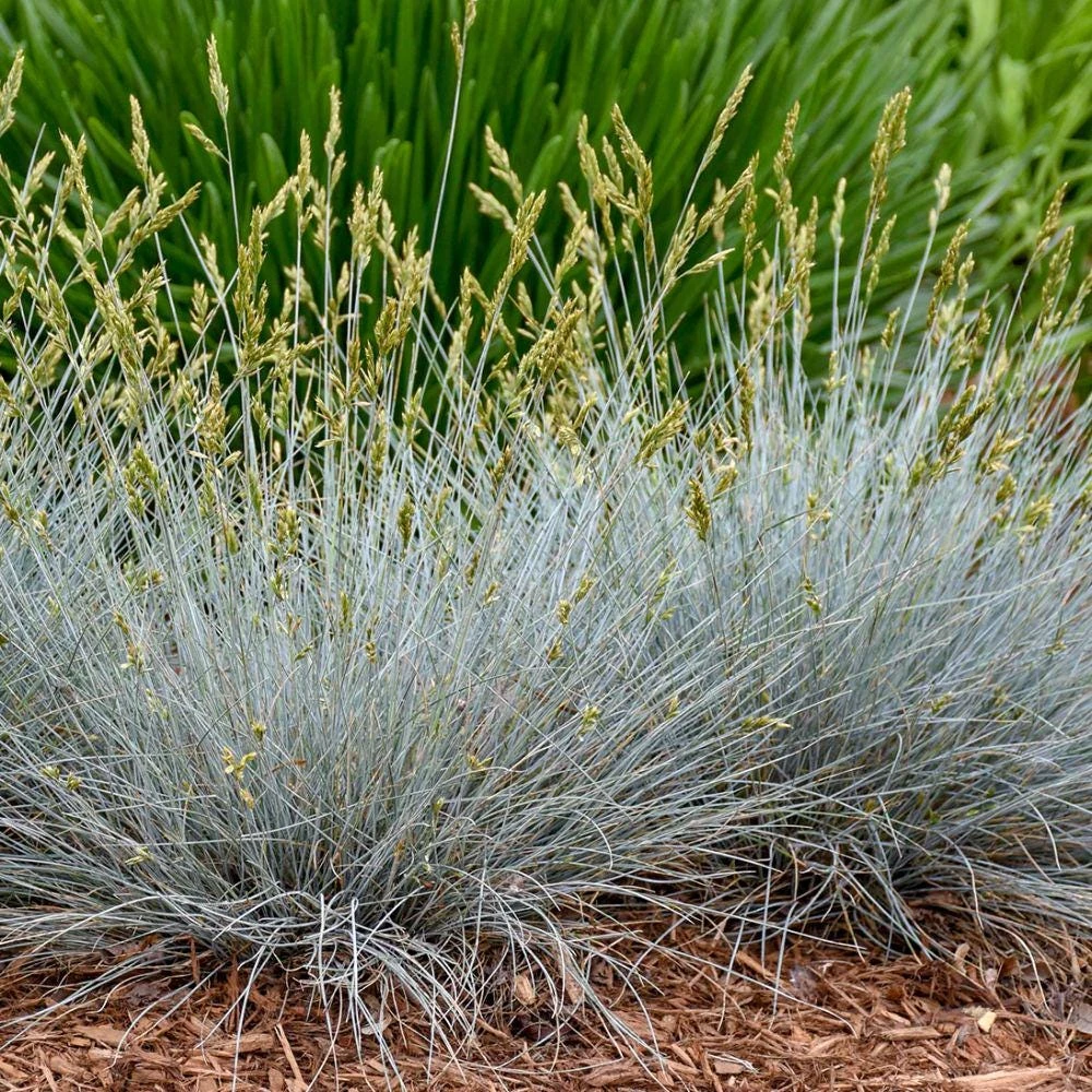 Blue Fescue Grass Live Plant, 2 Plants in Pot, Ornamental Grass for Garden Border or Balcony - Image 5