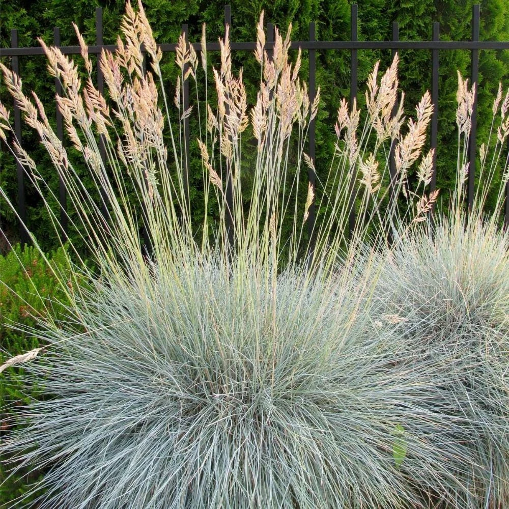 Blue Fescue Grass Live Plant, 2 Plants in Pot, Ornamental Grass for Garden Border or Balcony - Image 6