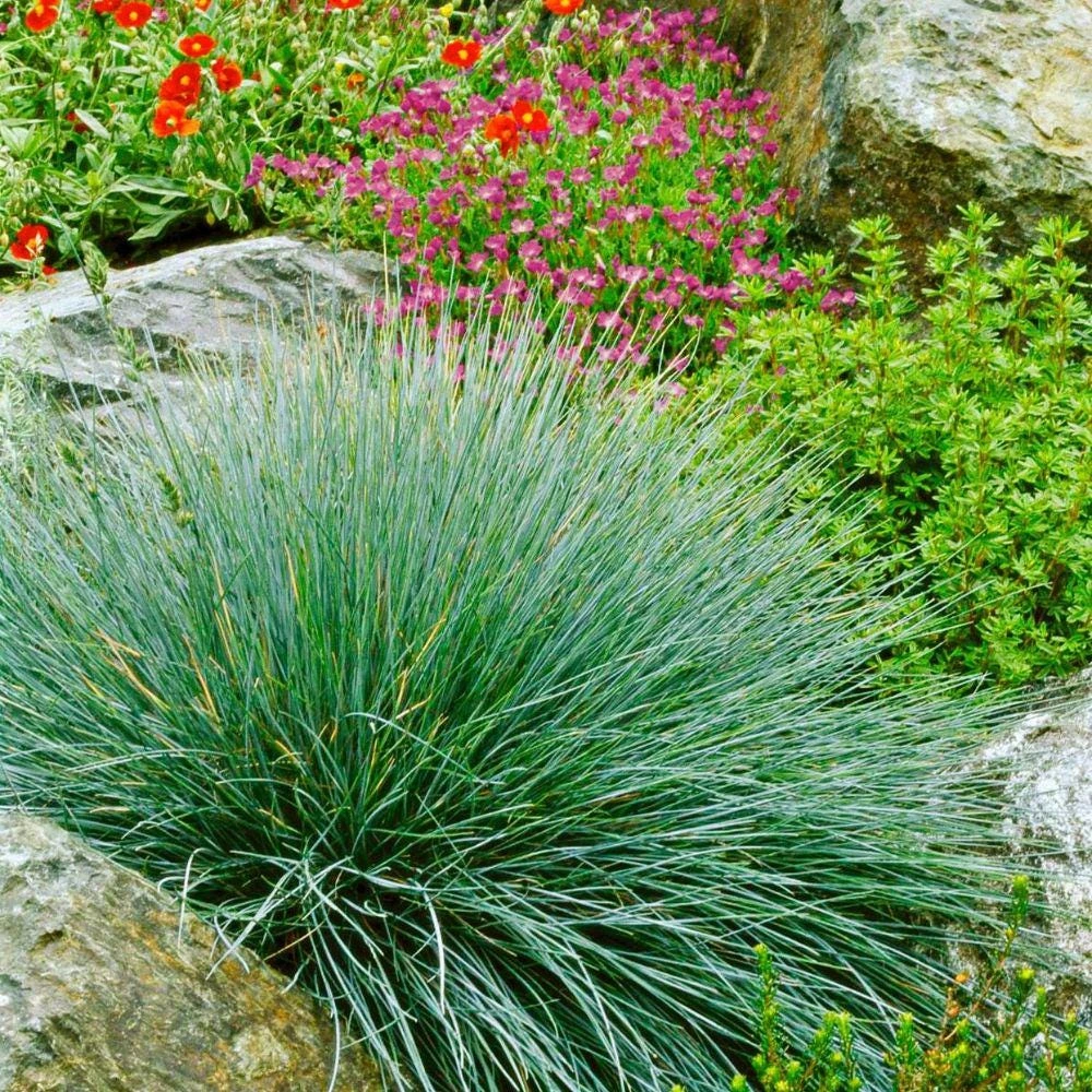 Blue Fescue Grass Live Plant, 2 Plants in Pot, Ornamental Grass for Garden Border or Balcony - Image 7