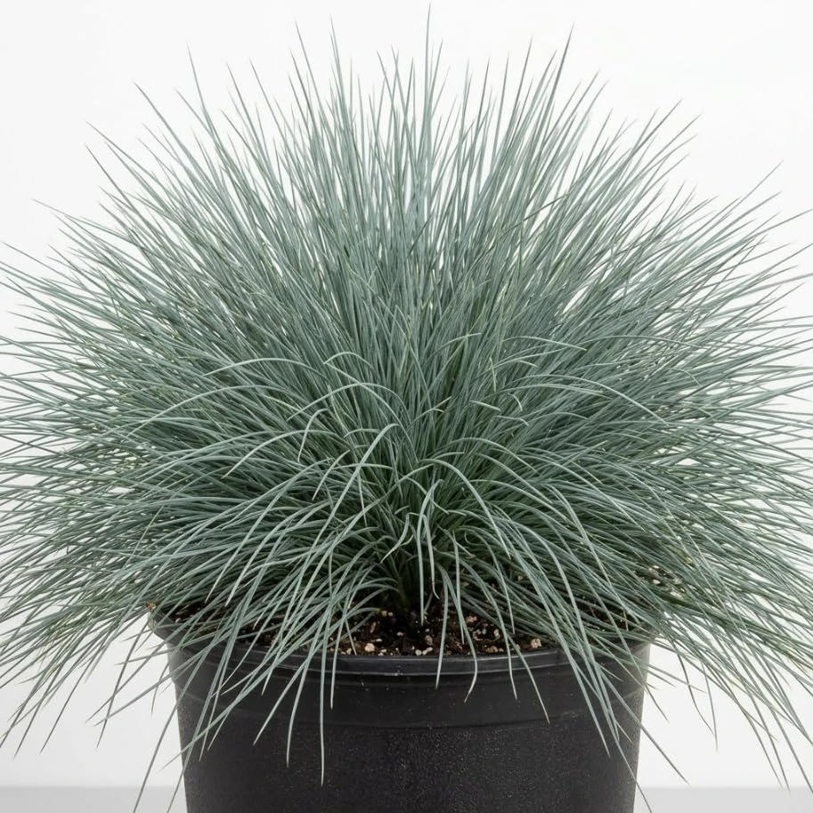 Blue Fescue Grass Live Plant – Ornamental Dwarf Grass – 4 Inch Pot - Image 1