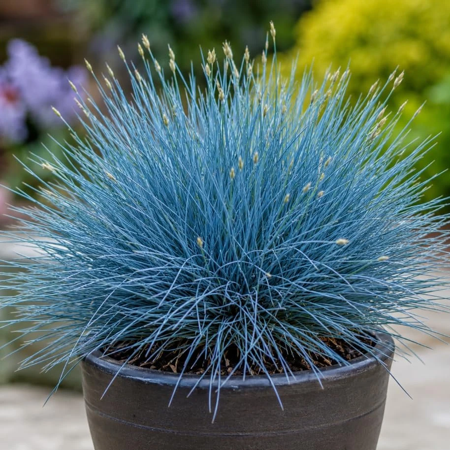 Blue Fescue Live Plant - Ornamental Grass, Hardy Shrub, 4 inch Pot - Image 1