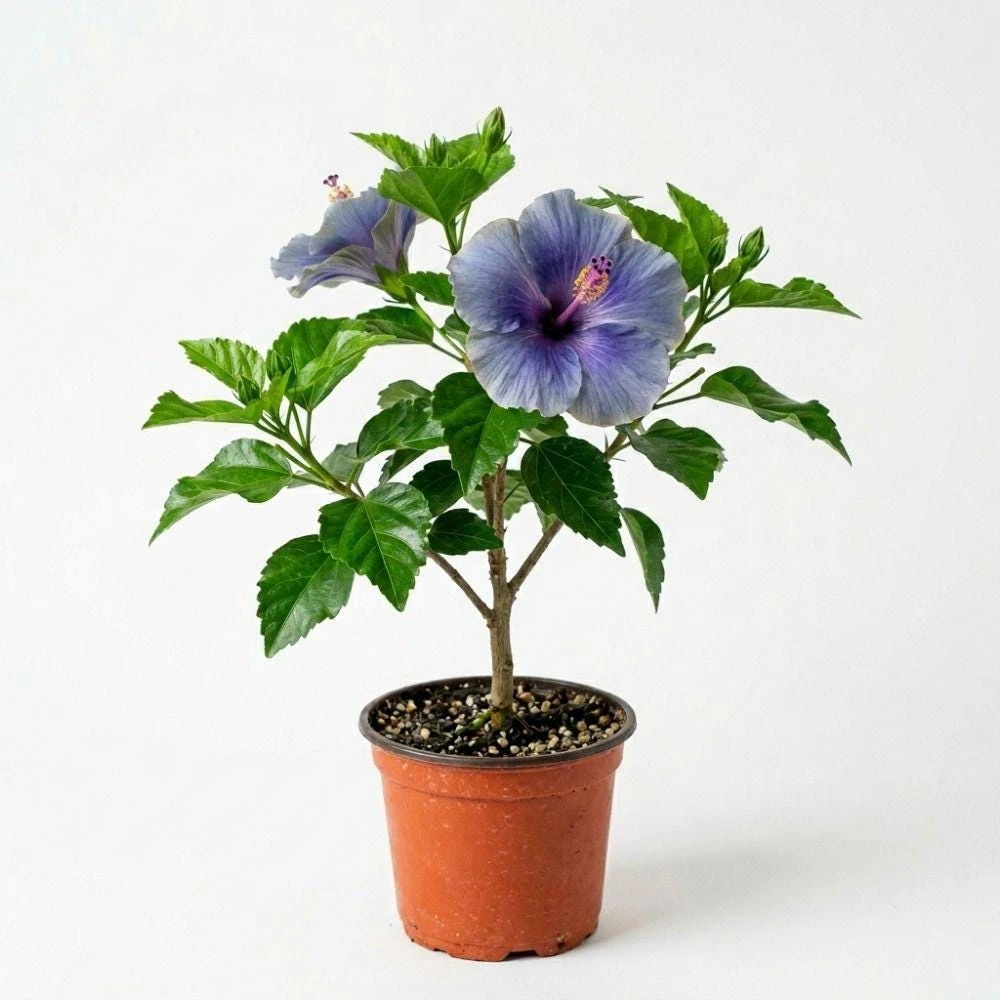 Blue Hibiscus Live Plant - 5-7 Inch Starter Shrub - Rare Tropical Flower - Image 1