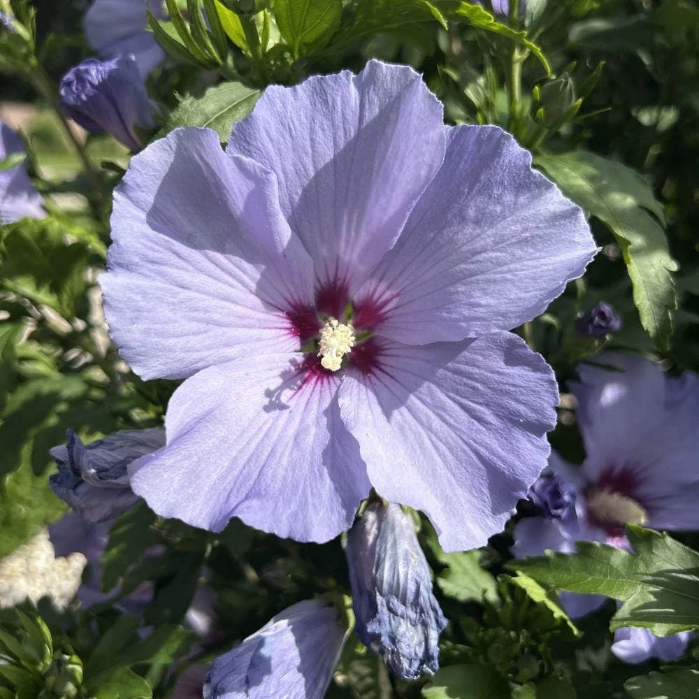 Blue Hibiscus Seeds - 20 Count Rare Tropical Flower Shrub for Garden - Image 2