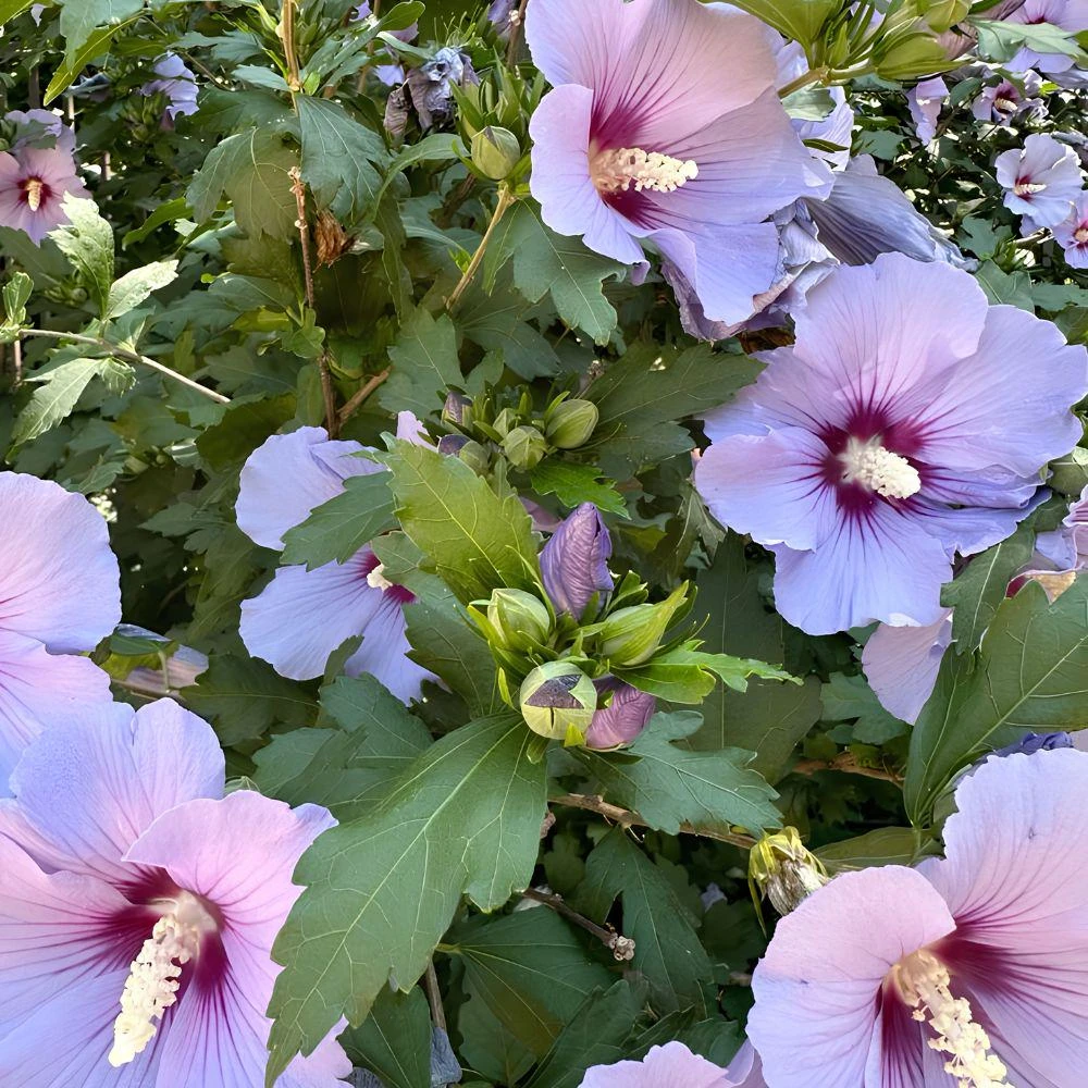 Blue Hibiscus Seeds - 20 Count Rare Tropical Flower Shrub for Garden - Image 3