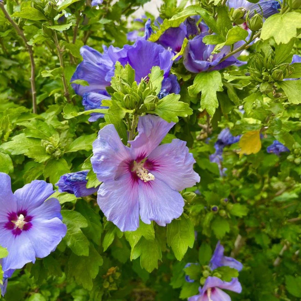 Blue Hibiscus Seeds - 20 Count Rare Tropical Flower Shrub for Garden - Image 4