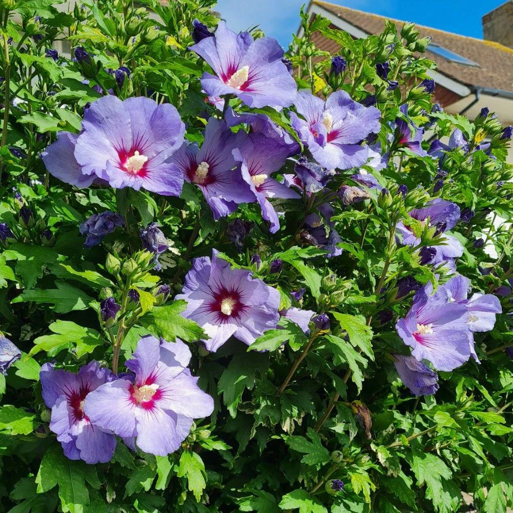 Blue Hibiscus Seeds - 20 Count Rare Tropical Flower Shrub for Garden - Image 5