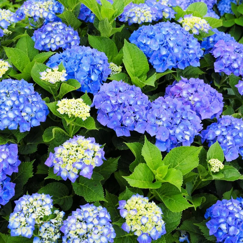 Blue Hydrangea Live Plant - Potted Flower for Shaded Gardens & Patios - Image 1