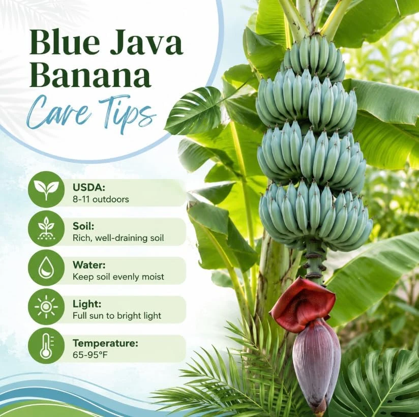 Blue Java Banana Live Plant – 7-9 Inch Starter Tree – Ice Cream Banana – Cold Hardy Tropical Fruit Plant for Indoor & Outdoor - Image 4